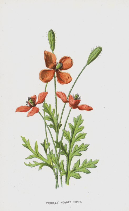 Mák pichlavý (chromolitho) od Frederick Edward Hulme