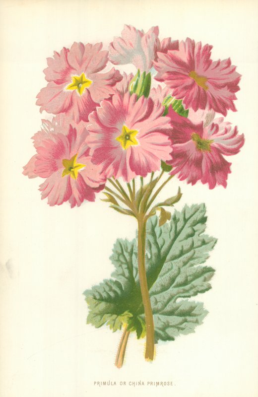Primula nebo China Primrose od Frederick Edward Hulme