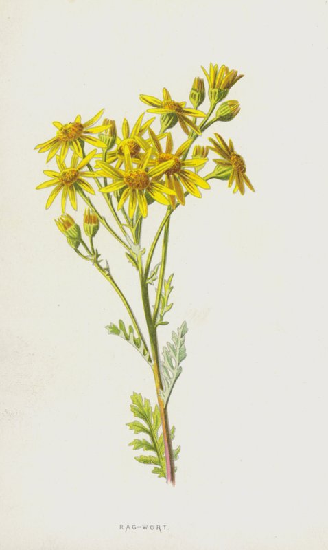 Rag-Wort (chromolit) od Frederick Edward Hulme