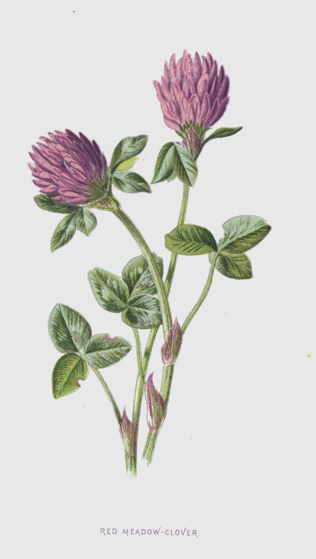 Červená louka-jetel (chromolitho) od Frederick Edward Hulme