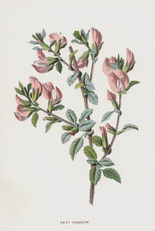 Rest-Harrow (chromolitho) od Frederick Edward Hulme