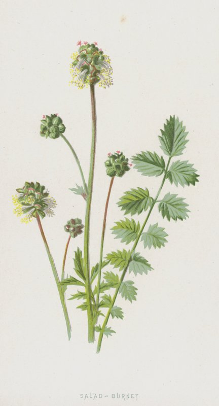 Salad-Burnet (chromolitho) od Frederick Edward Hulme