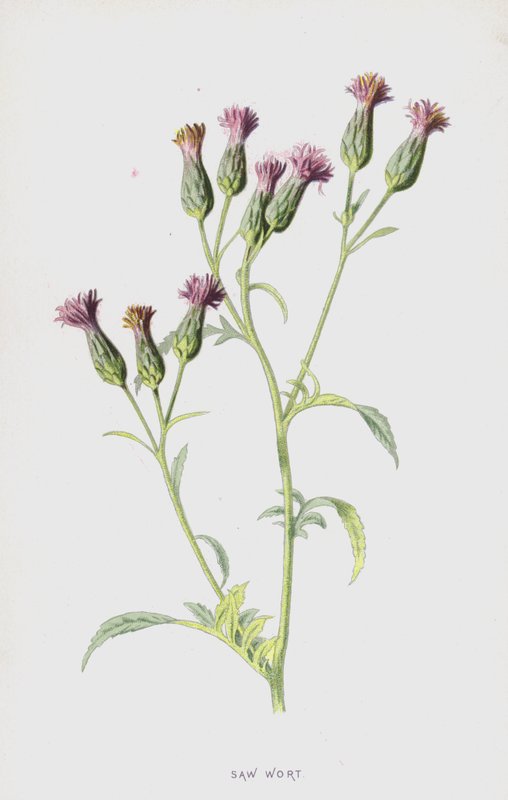 Saw Wort (chromolitho) od Frederick Edward Hulme