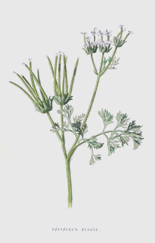Shepherds Needle (chromolitho) od Frederick Edward Hulme
