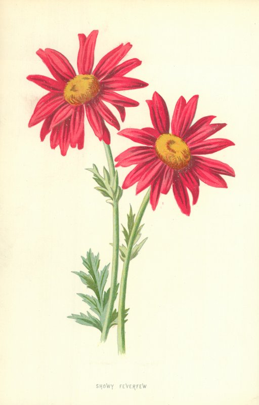 Okázalý Feverfew od Frederick Edward Hulme