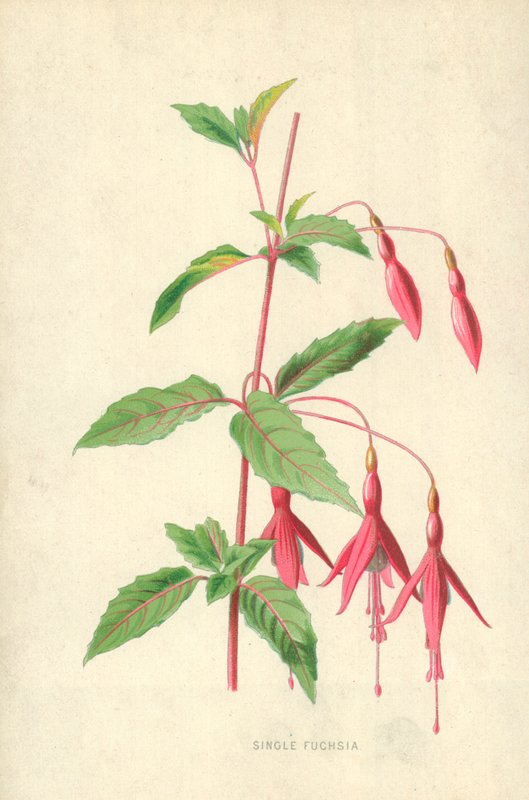 Single Fuchsia od Frederick Edward Hulme