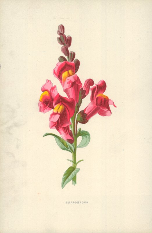Hledík od Frederick Edward Hulme