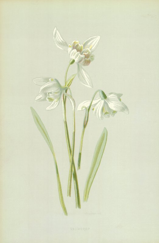 Sněženka od Frederick Edward Hulme