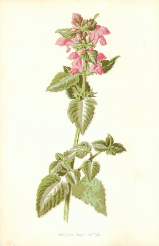 Kopřiva skvrnitá od Frederick Edward Hulme