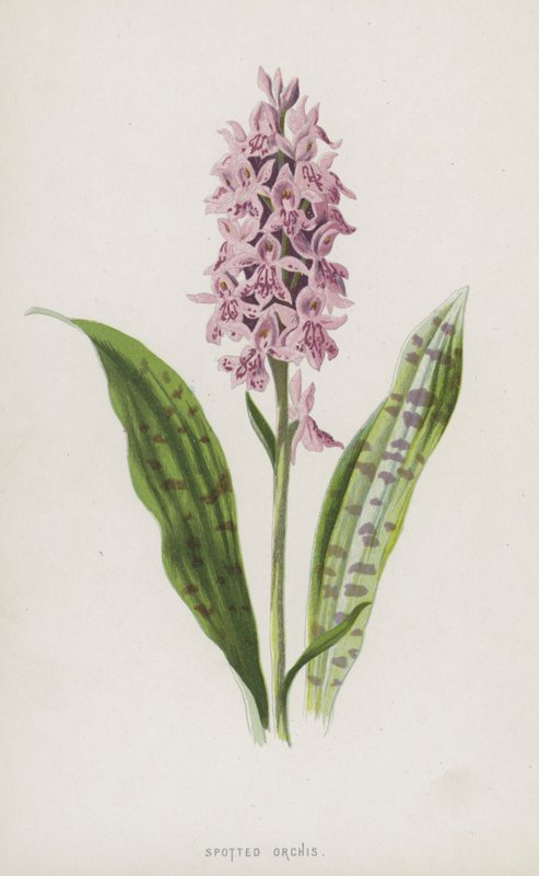 Orchis skvrnitý (chromolitho) od Frederick Edward Hulme