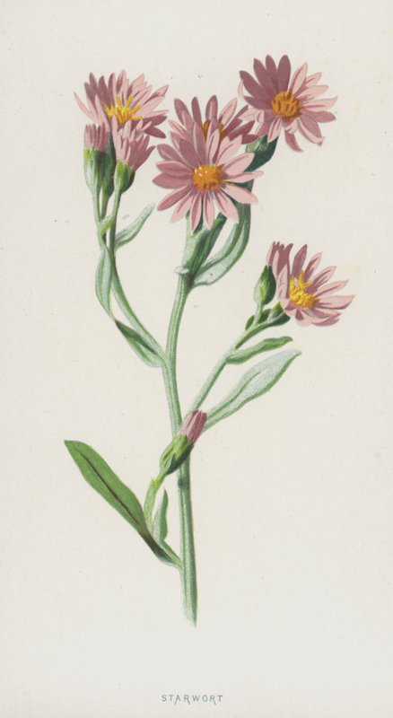 hvězdnice (chromolitho) od Frederick Edward Hulme