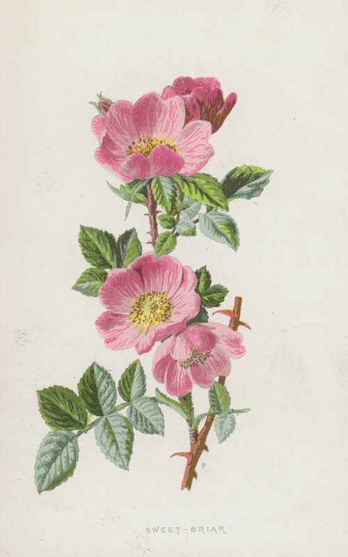 Sweet-Briar (chromolitho) od Frederick Edward Hulme
