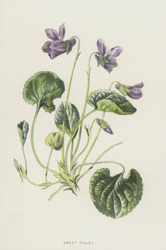 Sladká fialová (chromolit) od Frederick Edward Hulme