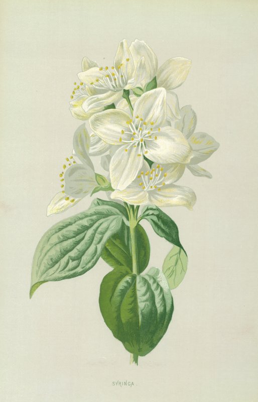 Šeřík od Frederick Edward Hulme