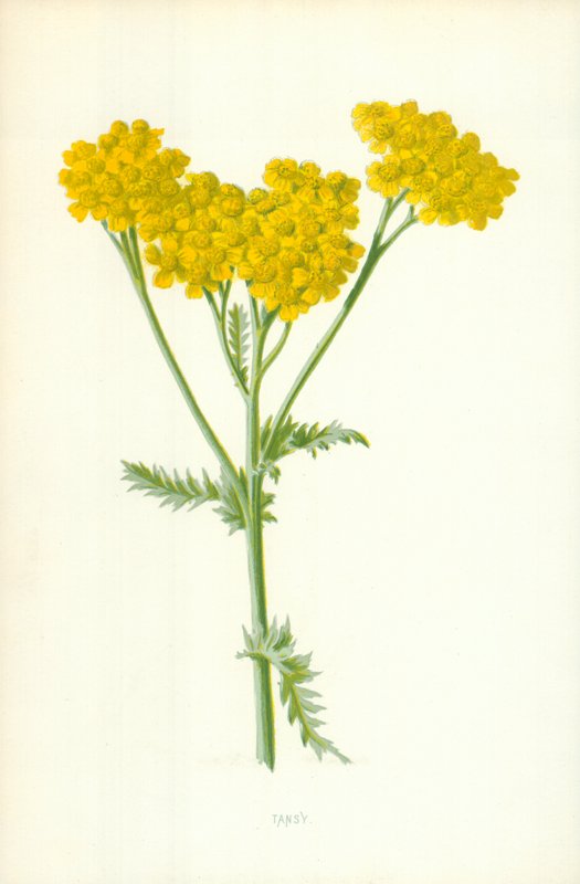 Tansy od Frederick Edward Hulme