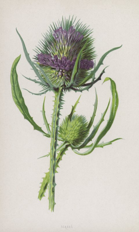 Teasel (chromolitho) od Frederick Edward Hulme