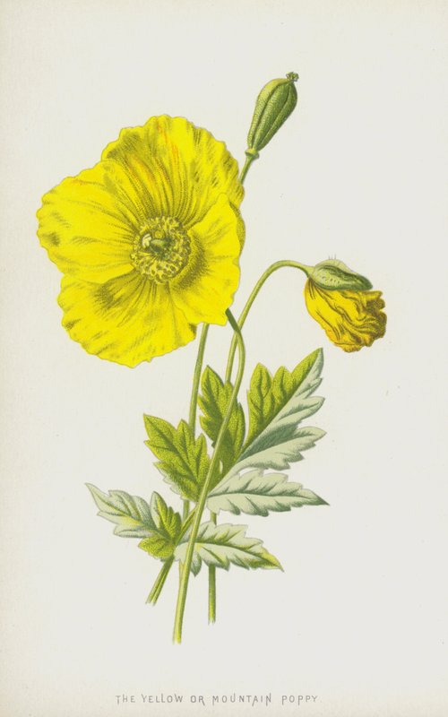 Žlutý nebo horský mák (chromolitho) od Frederick Edward Hulme