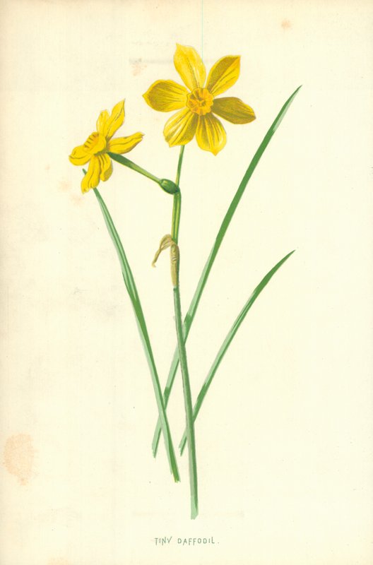 Drobný narcis od Frederick Edward Hulme