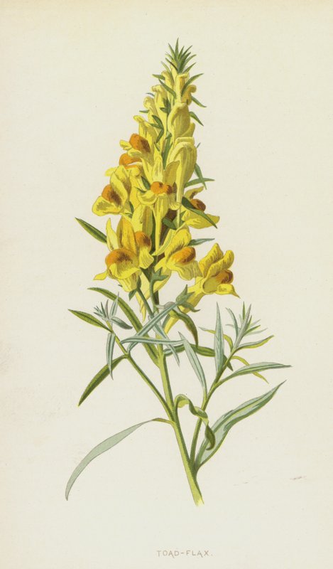 ropucha-len (chromolitho) od Frederick Edward Hulme