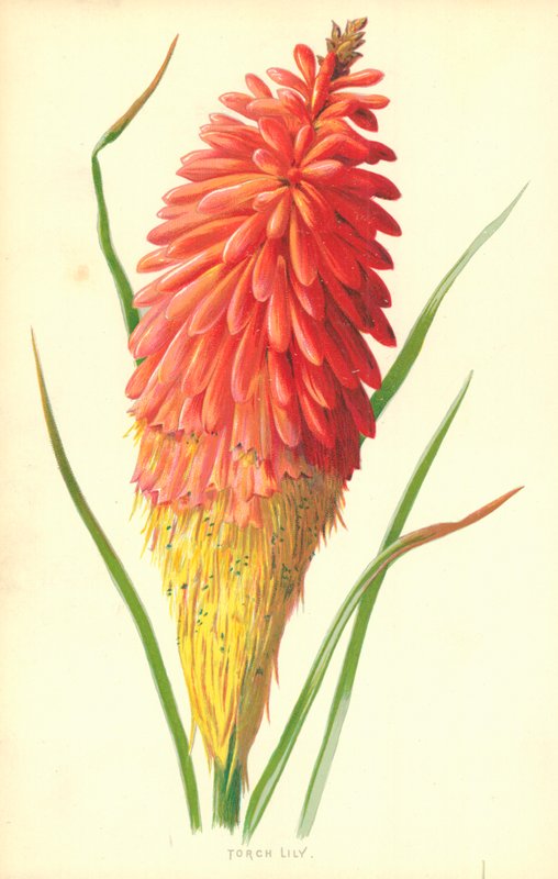 Pochodeň Lily od Frederick Edward Hulme