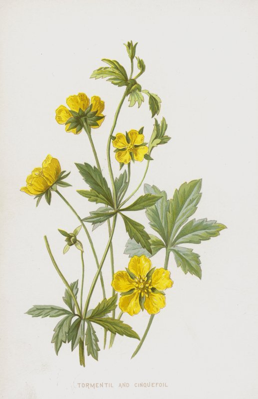 Tormentil a mochna (chromolitho) od Frederick Edward Hulme