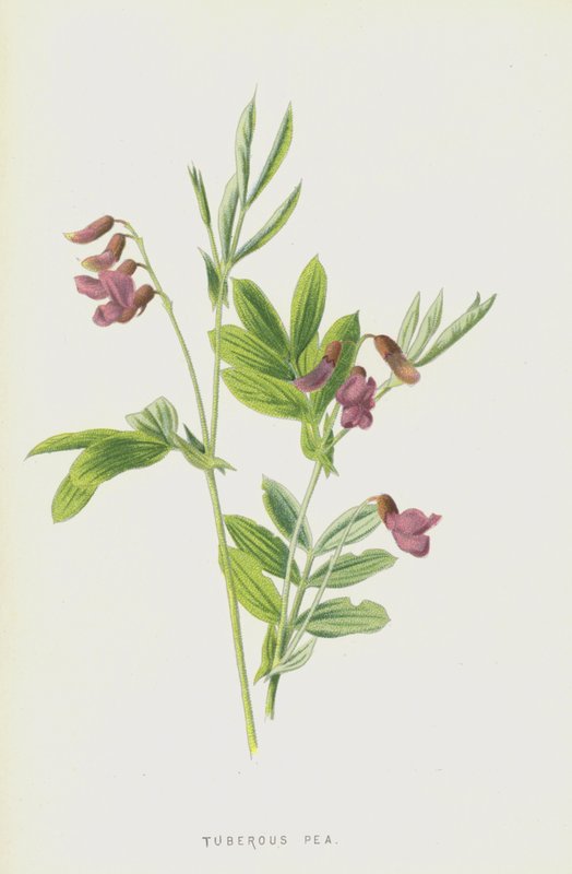 Hrách hlíznatý (chromolitho) od Frederick Edward Hulme
