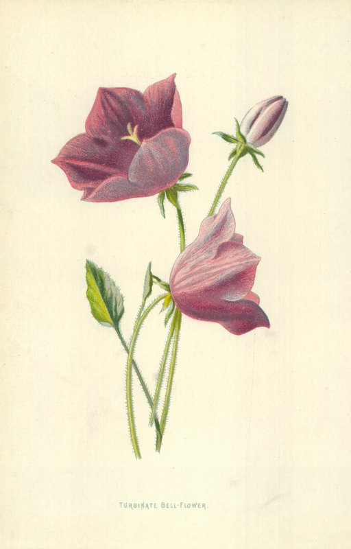 Zvonek turbinátní od Frederick Edward Hulme