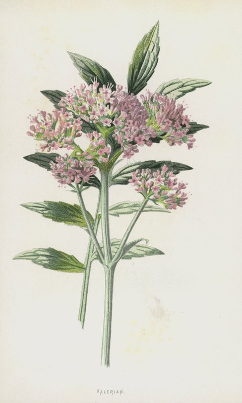 kozlík lékařský (chromolitho) od Frederick Edward Hulme