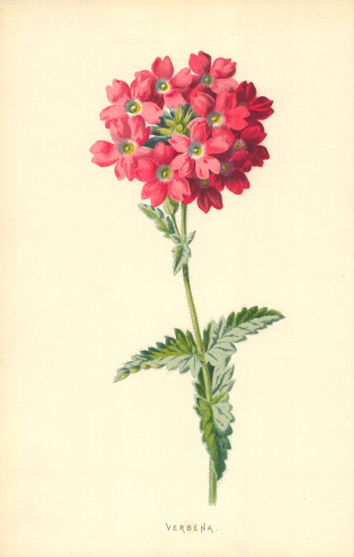 Verbena od Frederick Edward Hulme