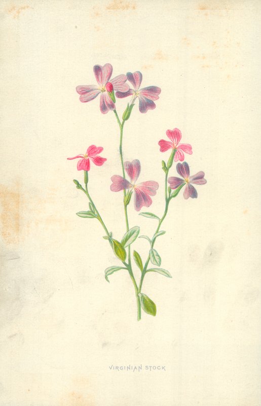 Virginian Stock od Frederick Edward Hulme