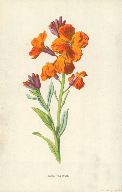 Nástěnná květina od Frederick Edward Hulme