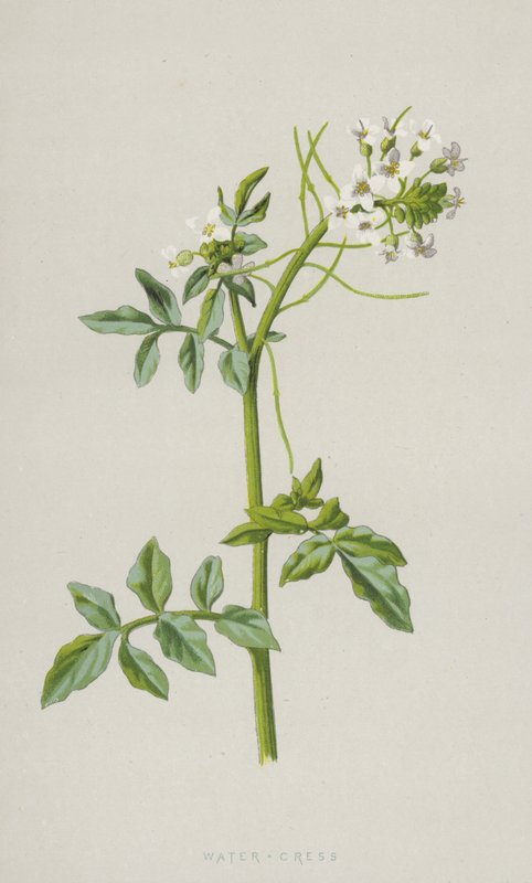 Řeřicha vodní (chromolitho) od Frederick Edward Hulme