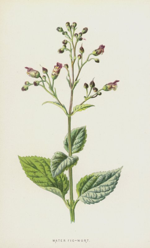 Fíkovník vodní (chromolitho) od Frederick Edward Hulme
