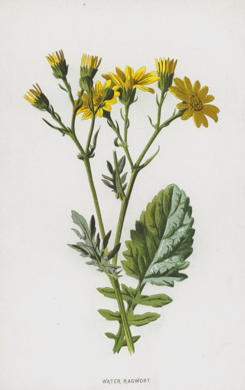 Starček vodní (chromolitho) od Frederick Edward Hulme