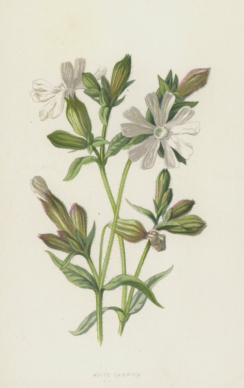 White Campion (chromolitho) od Frederick Edward Hulme