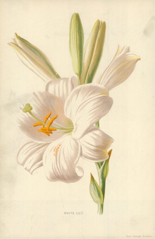 bílá lilie od Frederick Edward Hulme