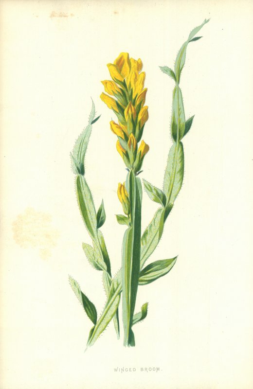 Okřídlené koště od Frederick Edward Hulme