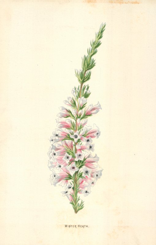 Zimní vřesoviště od Frederick Edward Hulme