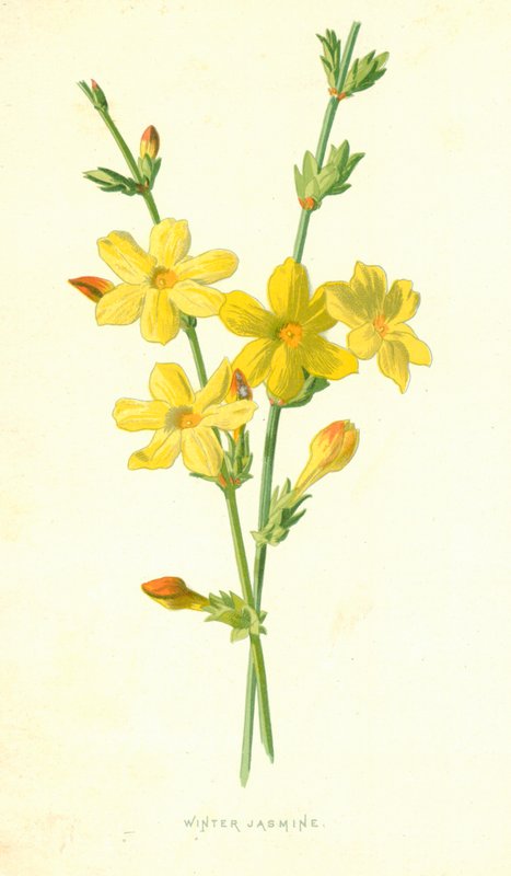 Zimní jasmín od Frederick Edward Hulme