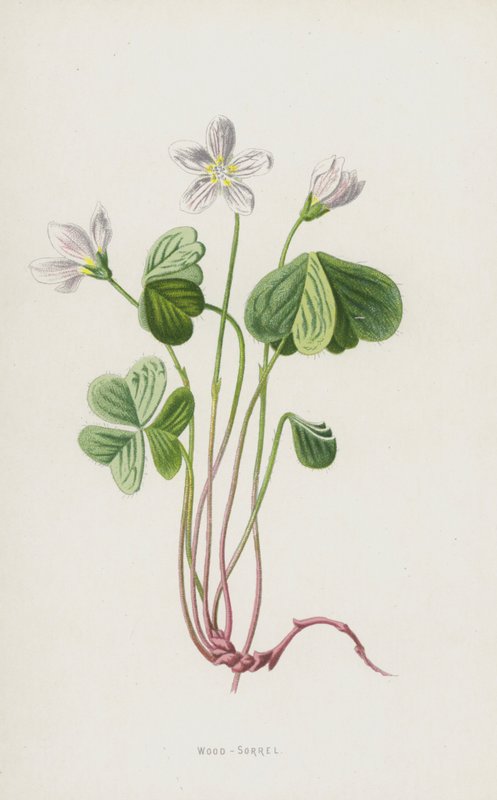 Wood-Sorrel (chromolitho) od Frederick Edward Hulme