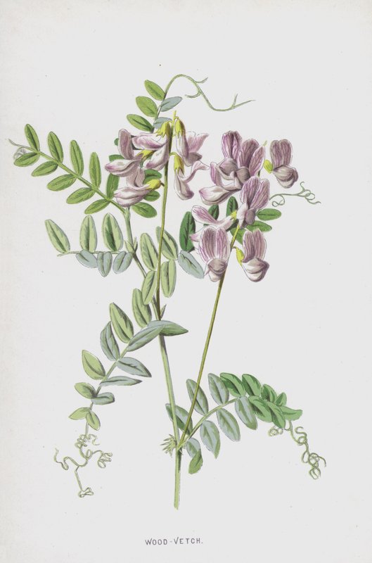 Wood-Vetch (chromolitho) od Frederick Edward Hulme
