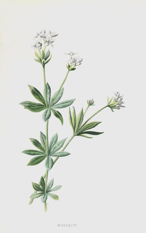 Woodruff (chromolitho) od Frederick Edward Hulme
