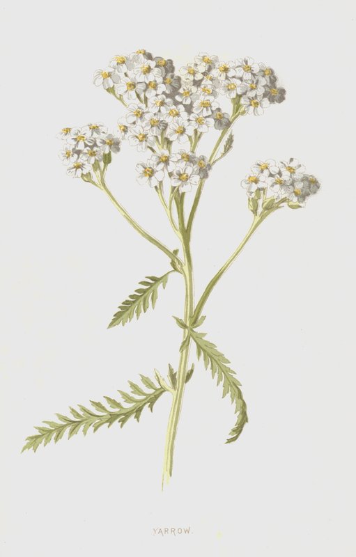 Řebříček (chromolitho) od Frederick Edward Hulme