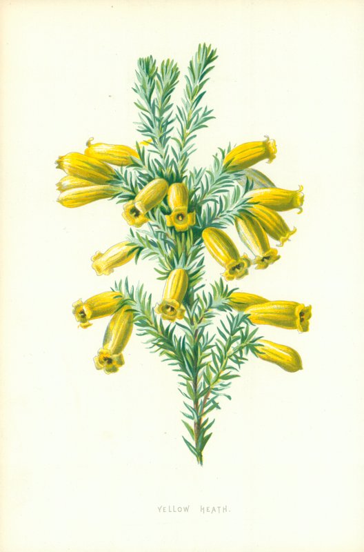 Žluté vřesoviště od Frederick Edward Hulme