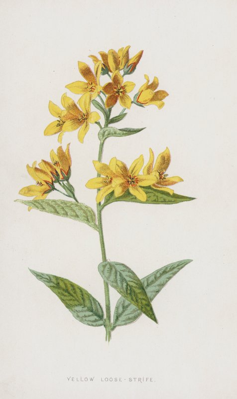 Yellow Loose-Strife (chromolitho) od Frederick Edward Hulme