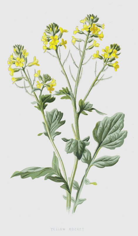 Žlutá raketa (chromolitho) od Frederick Edward Hulme