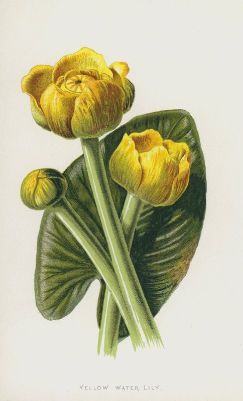 Žlutý leknín (chromolitho) od Frederick Edward Hulme