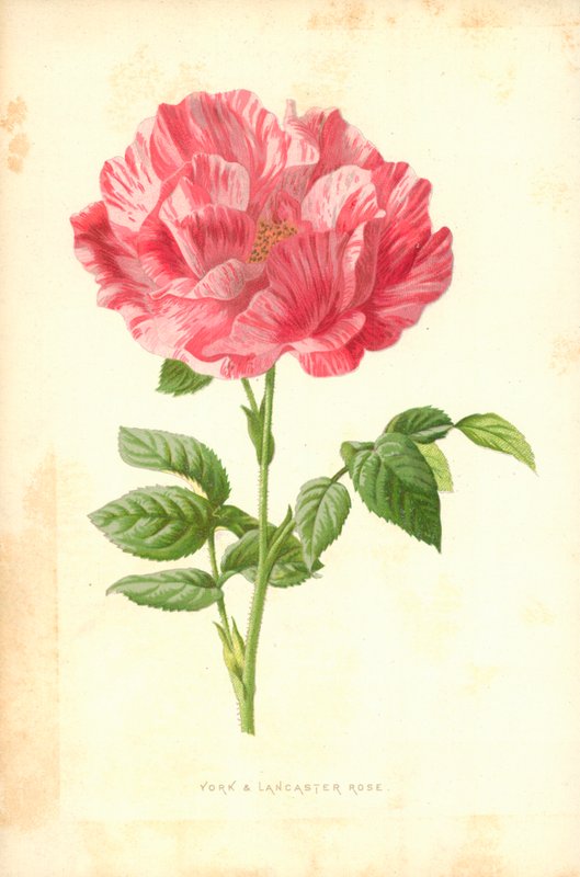 York a Lancaster Rose od Frederick Edward Hulme