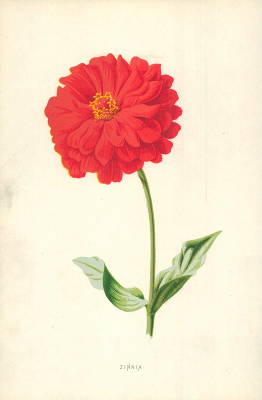 Cínie od Frederick Edward Hulme