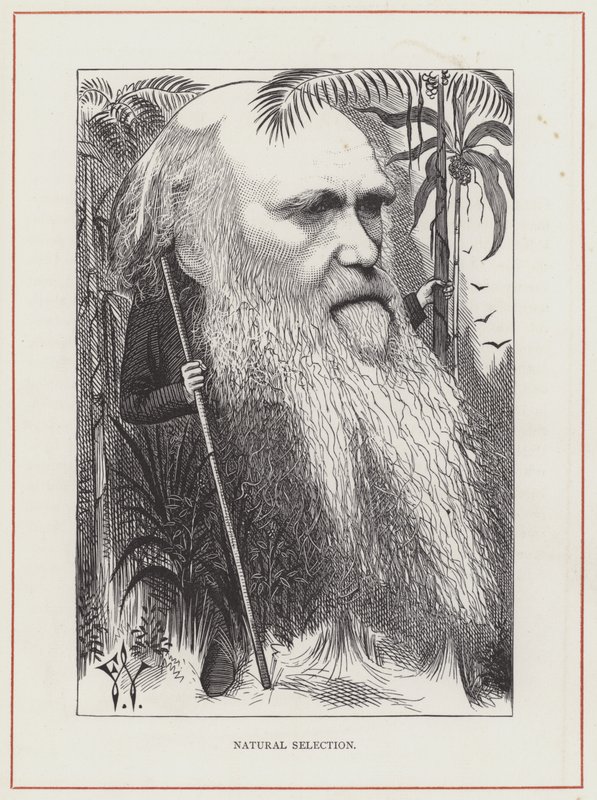 Charles Darwin, Přírodní výběr od Frederick Waddy